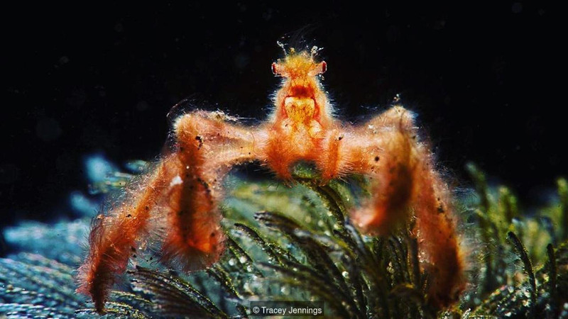 Cua vằn - Zebrida adamsii