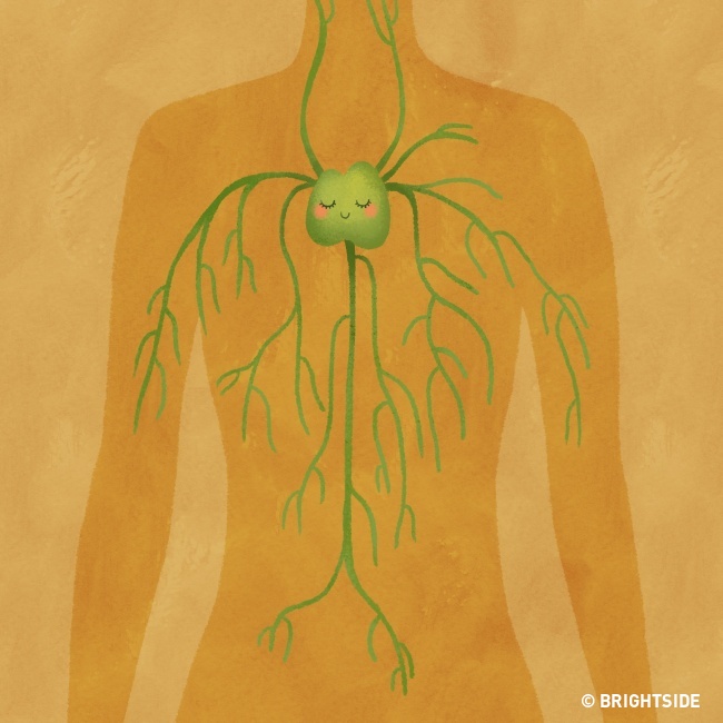 Cải thiện các chức năng của hệ bạch huyết