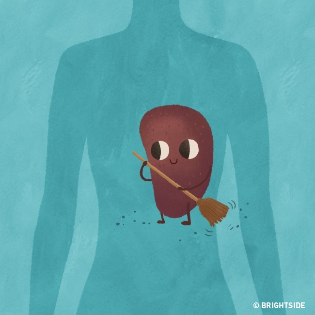 Cho phép lá lách của bạn làm việc tốt hơn