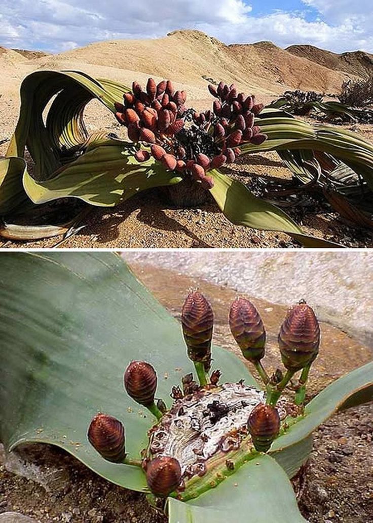 Welwitschia mirabilis - Bách lan