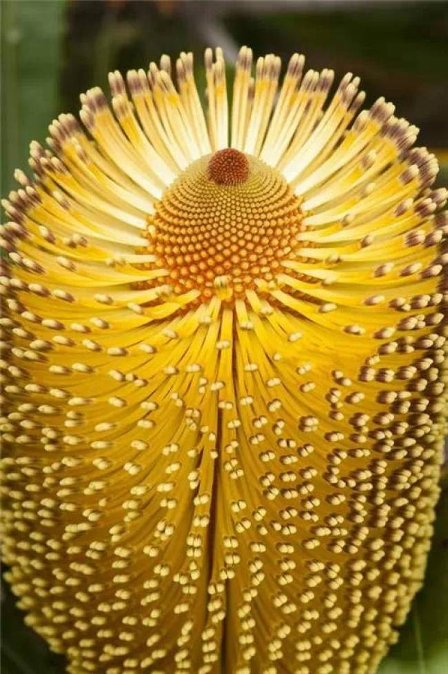 Burdett's Banksia