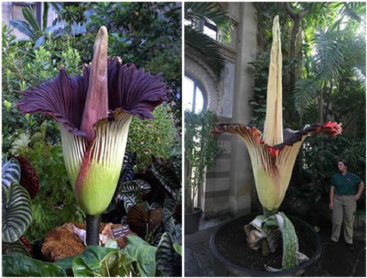 Amorphophallus titanum - Cây chân bê Titan