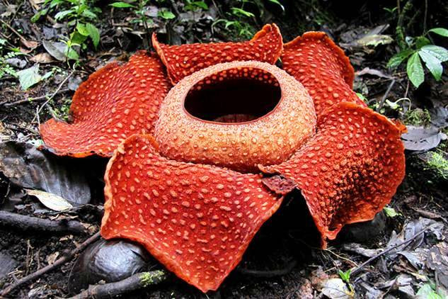 Rafflesia arnoldii - hoa đại vương