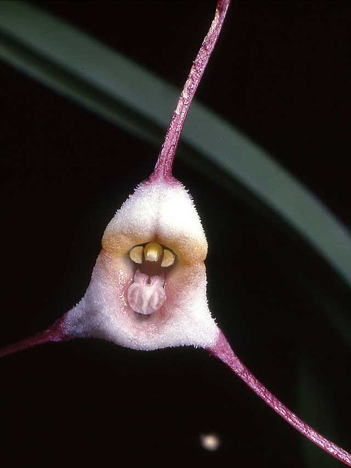 The Dracula Orchid - lan Dracula