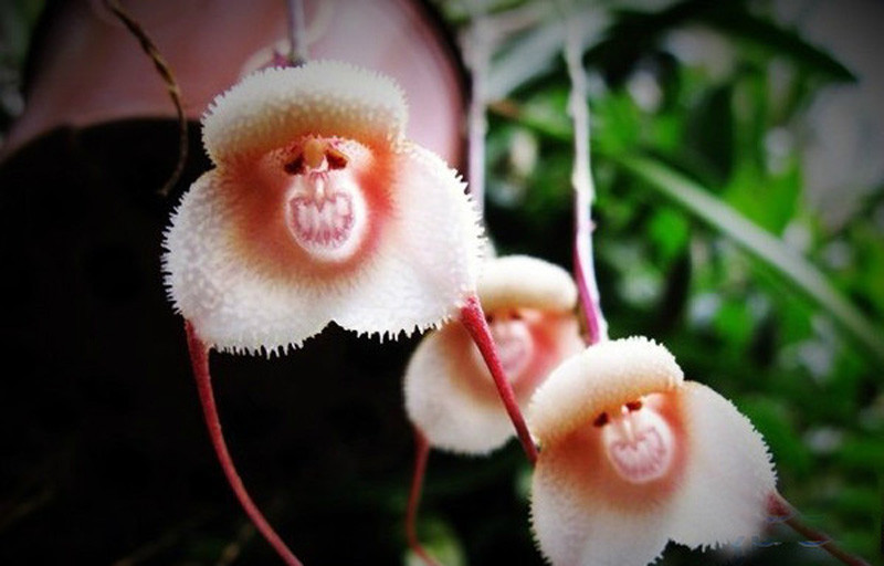 Grinning Monkey Orchids - Lan mặt khỉ