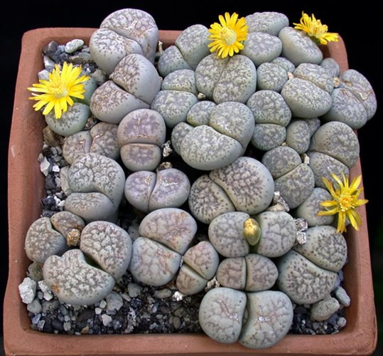 Lithops - hoa đá.
