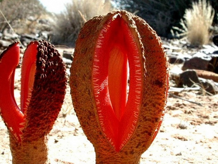 Hydnora Africana.