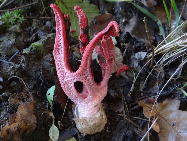 Octopus Stinkhorn - nấm bạch tuộc hay nấm ngón tay quỷ