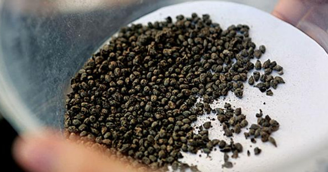 Các nhà khoa học đã tìm thấy rất nhiều hạt nho cổ ở Izmir 