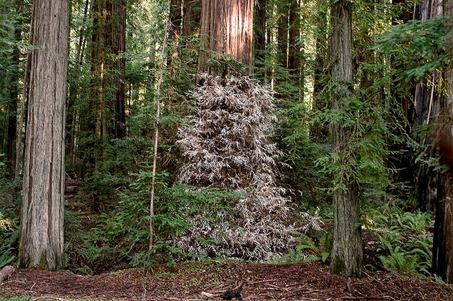 Cây gỗ hồng bạch tạng lọt thỏm giữa những cây cao chót vót 