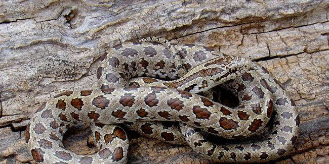 Theo công bố mới nhất rắn vàng bụng có 3 phân loài thay vì 1 phân loài