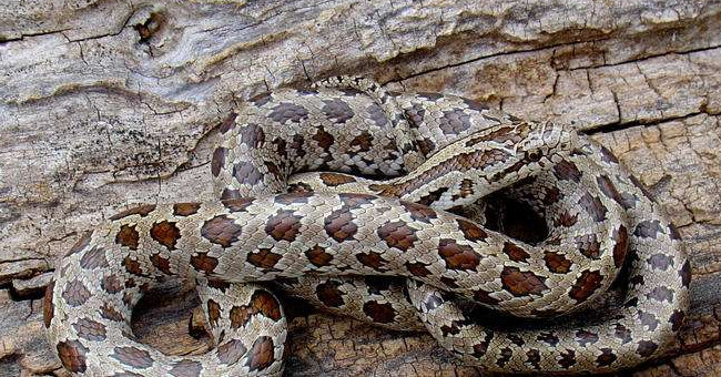 Rắn Kingsnake vàng bụng, Mỹ có tới 3 loài thay vì chỉ 1 loài so với ...