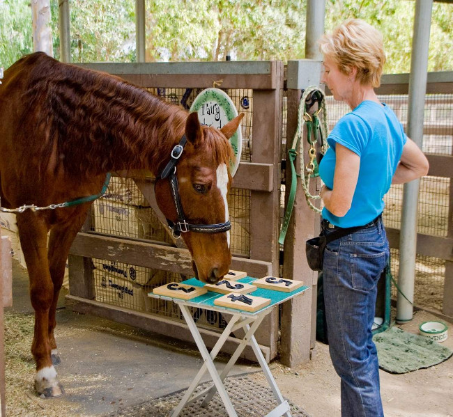 Con ngựa thông minh nhất thế giới