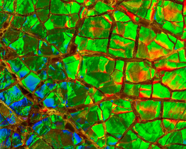 Vỏ của loài cúc đá