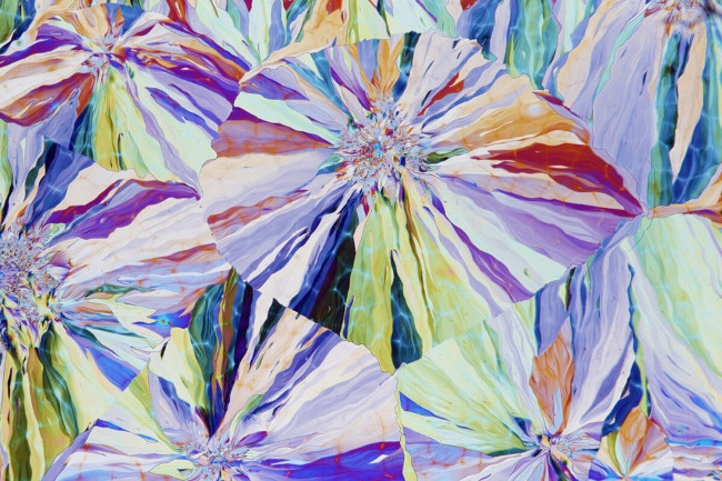 Salicin – một hợp chất dùng để giảm đau