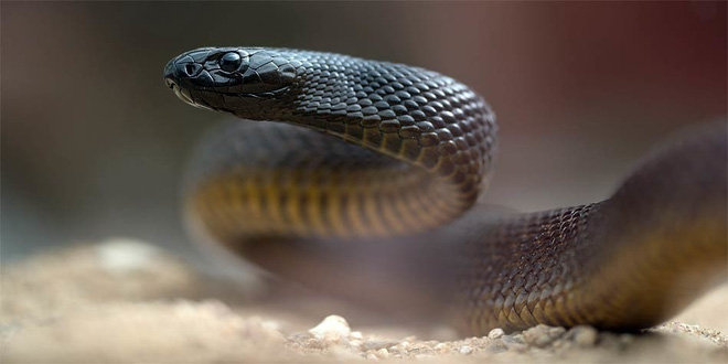 Loài rắn sống trên cạn sở hữu nọc độc độc nhất hành tinh.