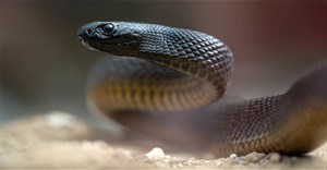 Có nọc độc gấp 50 rắn hổ mang, đây mới là loài rắn độc nhất hành tinh