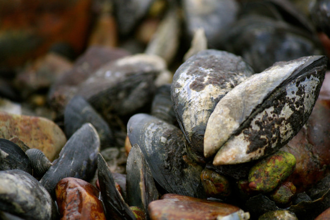 Những con trai có thể biến thành robot