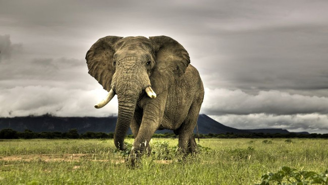 Những sự thật bất ngờ về loài voi, loài động vật giao tiếp bằng sóng âm  thanh