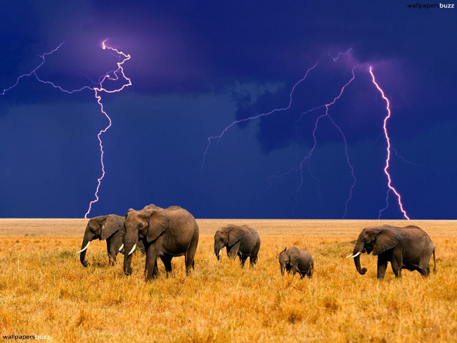 Elephants can predict rain from nearly 250km away.