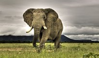 Những sự thật bất ngờ về loài voi, loài động vật giao tiếp bằng sóng âm thanh