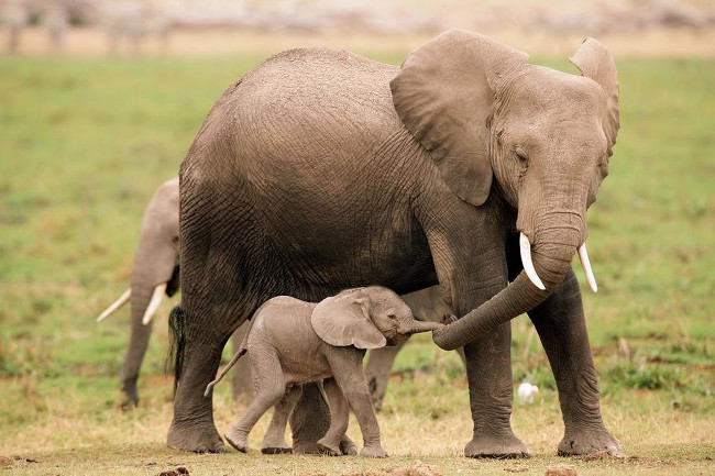 It takes a baby elephant up to 6 months to learn to use its trunk properly.