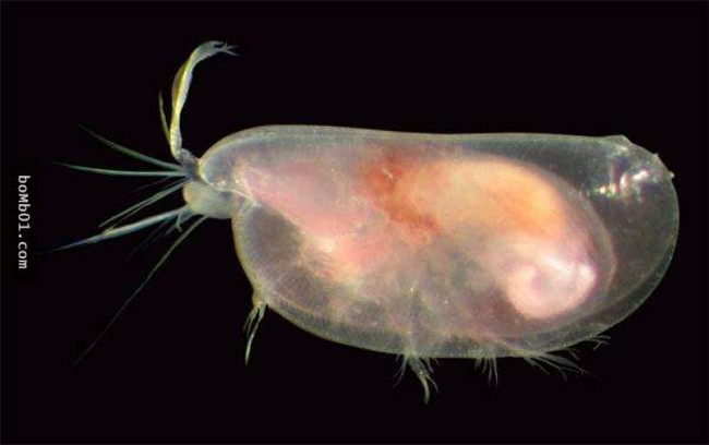 Sinh vật kỳ lạ 