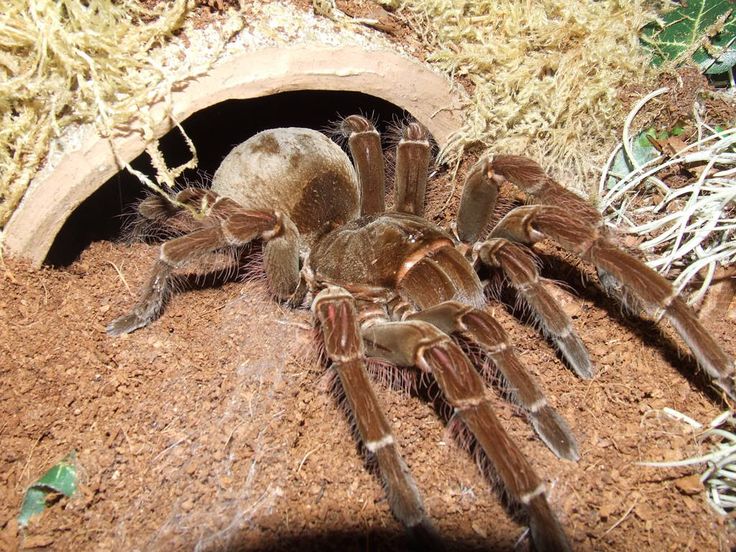 Loài nhện Theraphosa blondi