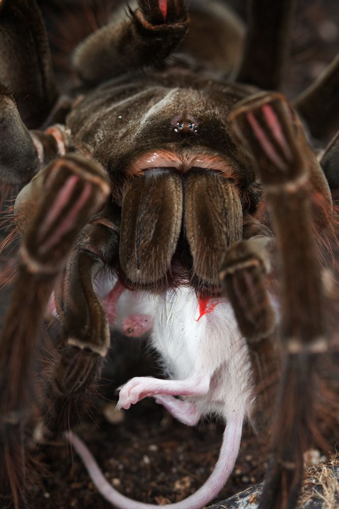 Nhện Theraphosa blondi săn mồi 