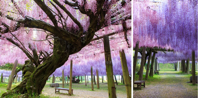 Đường hầm hoa Tử Đằng, Nhật Bản