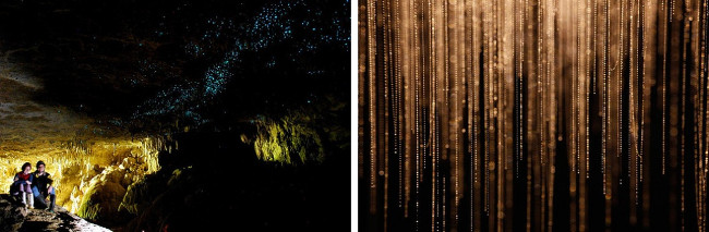 Động trùng sáng Waitomo, New Zealand