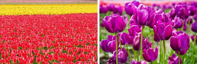 Vườn hoa Tulip ở Skagit Valley, Hoa Kỳ