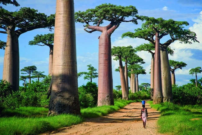 Đại lộ cây Bao báp, Madagascar