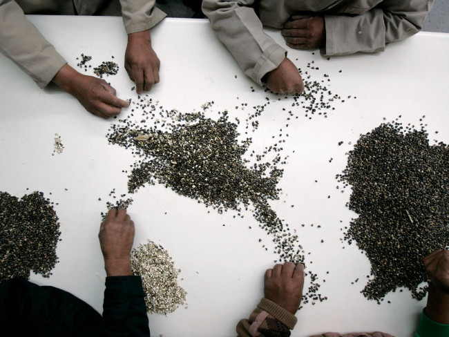 Các kỹ thuật viên đang phân tích, chọn lọc các hạt ngô hoang dã có nguồn gốc ở vùng ngoại ô Mexico