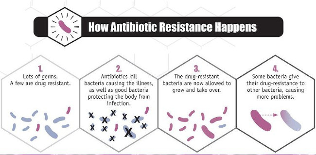 Quá trình vi khuẩn kháng kháng sinh tồn tại và phát triển thành quần thể.