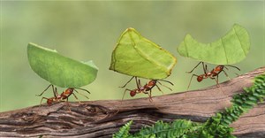 Ngưng "ảo tưởng" mình là rồng, là hổ... hãy làm việc chăm chỉ như kiến và sống tự do như những chú bướm