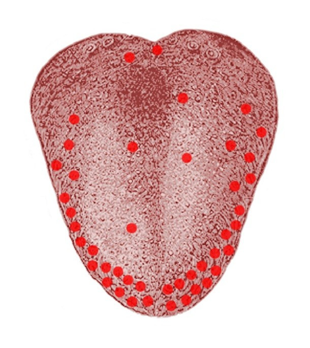  Lưỡi có những vùng cảm nhận từng vị khác nhau