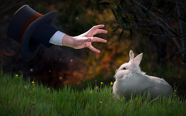 Thì ra đây là nơi xuất thân của những chú thỏ trong các màn ảo thuật bí ẩn.