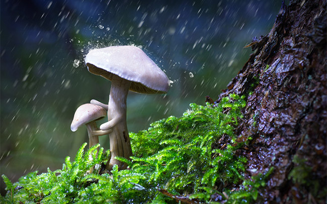 Hai mẹ con nhà nấm