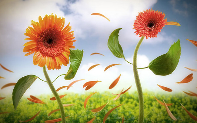 Yêu, không yêu, yêu....không yêu