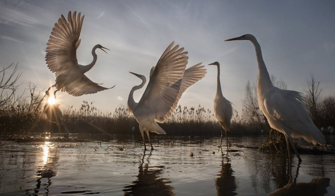 Những chú diệc trắng  Những chú diệc trắng