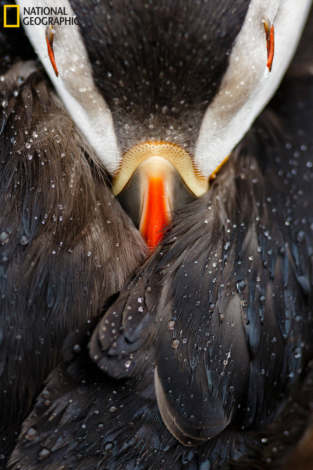 một chú chim hải âu rụt cổ đang ngủ dưới mưa  một chú chim hải âu rụt cổ đang ngủ dưới mưa