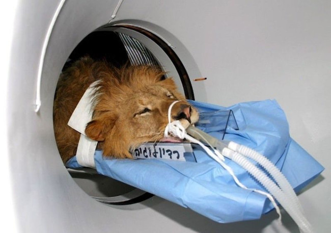 Hiện giờ Samson đã hồi phục hoàn toàn