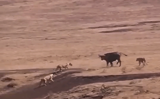 Sư tử phối hợp săn mồi 