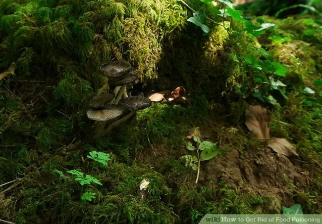 Không ăn nấm rừng