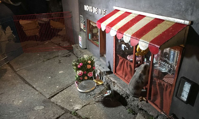 Khám phá tiệm bánh tí hon, độc đáo dành cho chuột ở Thụy Điển