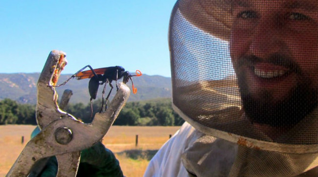 Ong Tarantula Hawk là một trong những loại côn trùng đốt đau nhất