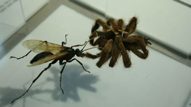 Hãy xem những gì mà nó làm với một con nhện khổng lồ