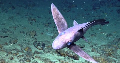 Những hình ảnh đầu tiên về loài cá mập ma bí ẩn ở độ sâu 2.000m