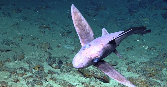 Chimaera xanh mũi nhọn  Chimaera xanh mũi nhọn